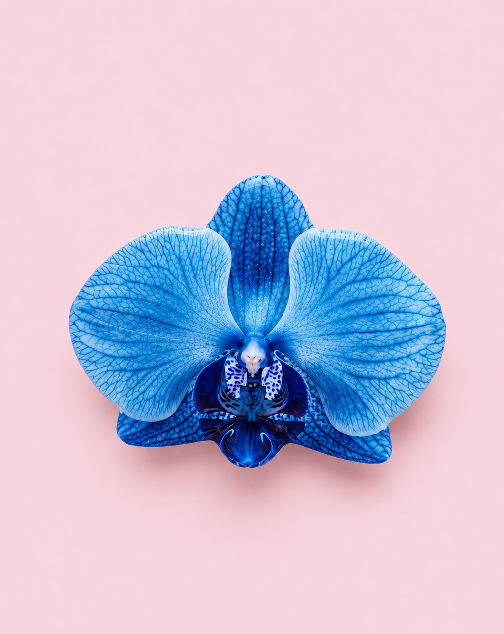 Blue Orchid Pop Socket