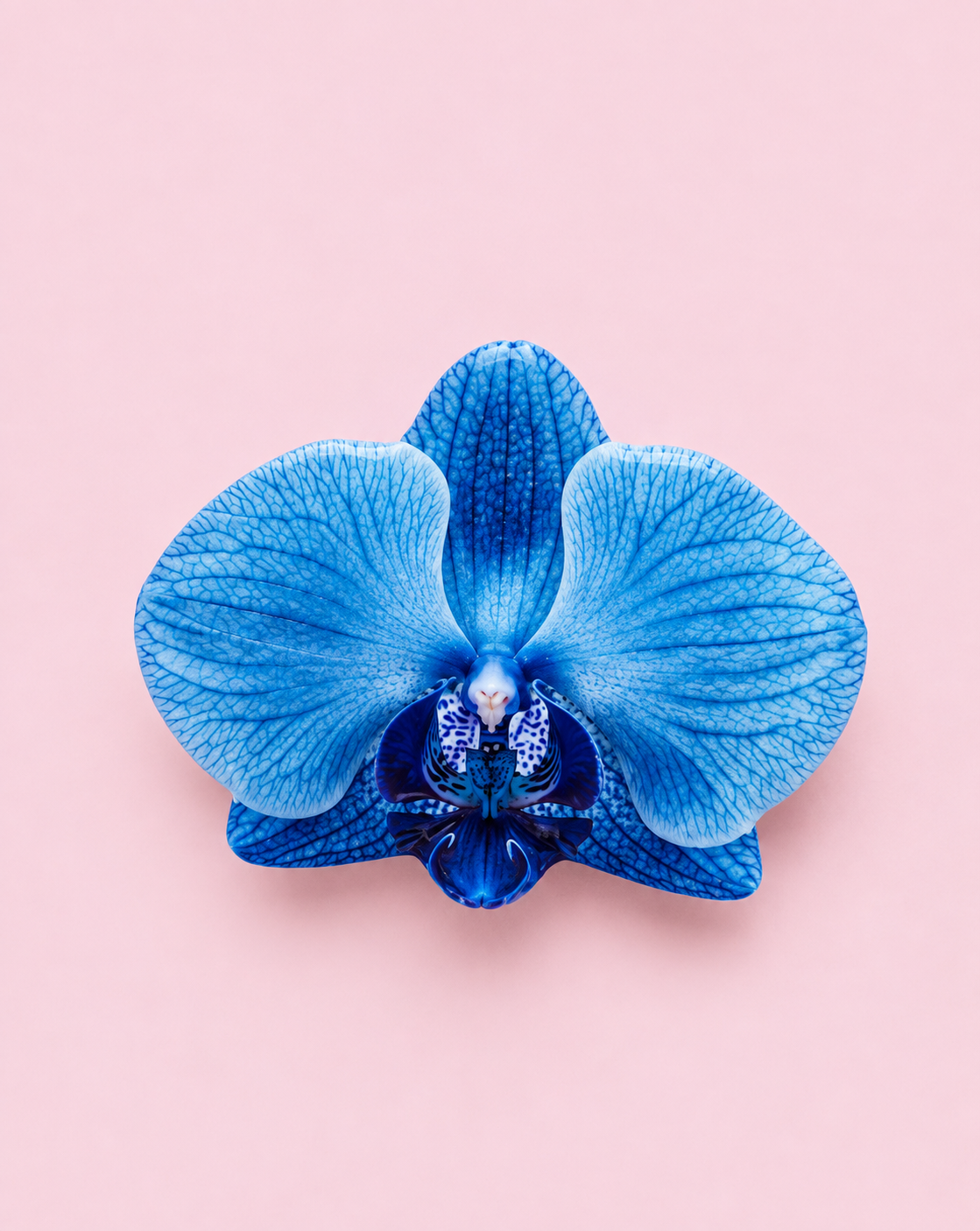 Blue Orchid Pop Socket