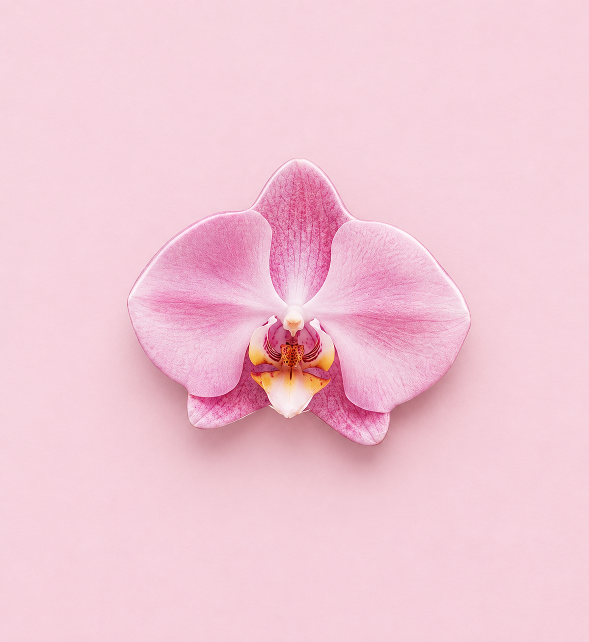 Baby Pink Orchid Pop Socket